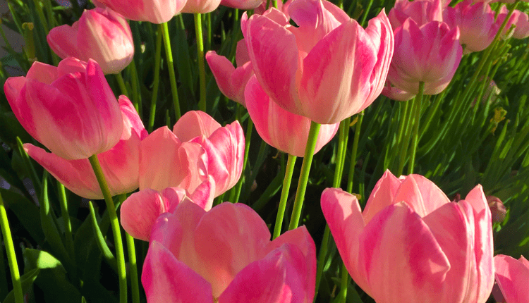 pink tulips